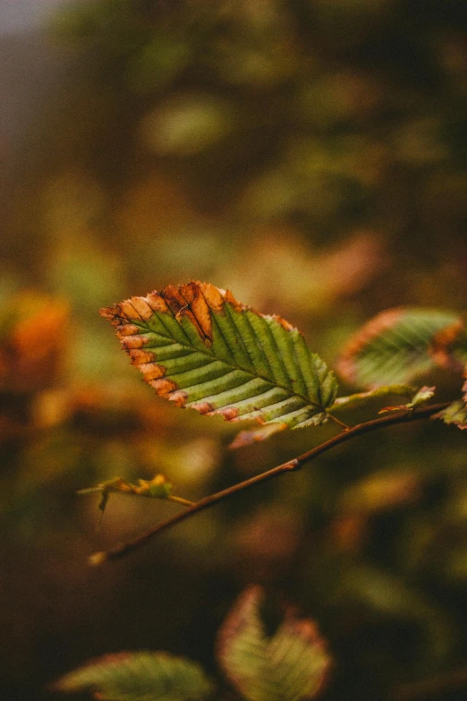 a close up of a leaf on a tree branch, trending on pexels, atmospheric warm colorgrade, shot on hasselblad, made of leaves, green