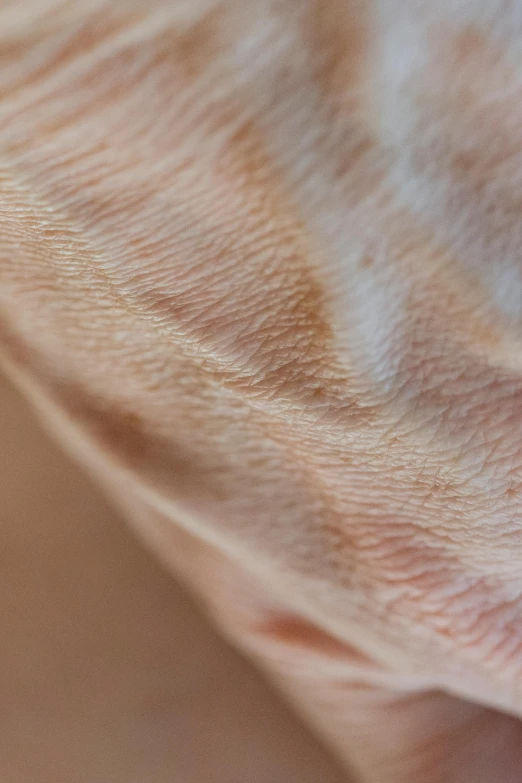 a close up of a person holding a cat's paw, inspired by Elke Vogelsang, trending on pexels, gradient brown to white, facial scar, copper veins, bald lines