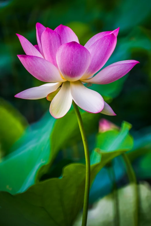 a pink lotus flower with green leaves in the background, a portrait, by Reuben Tam, colour photograph, purple, upright, multicoloured