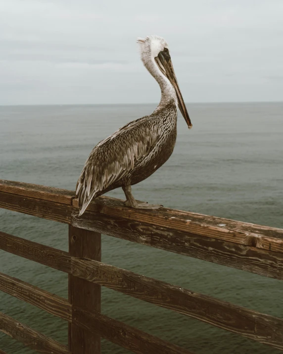 a pelican sitting on top of a wooden fence, by Carey Morris, pexels contest winner, renaissance, sitting on a mocha-colored table, oceanside, on a birdge, no cropping