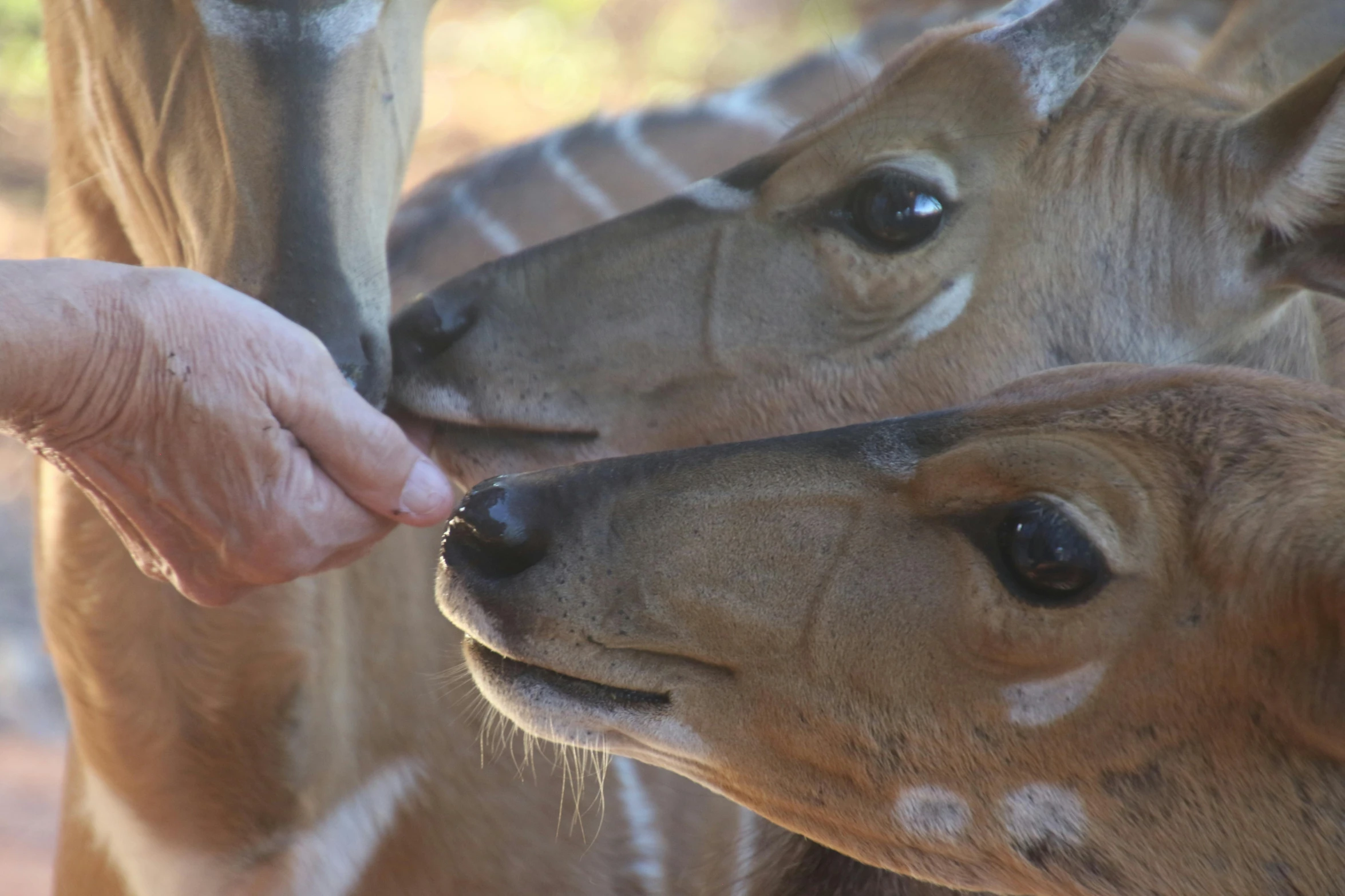 a close up of a person feeding a baby deer, giraffes, tamborine, multiple stories, gerenuk