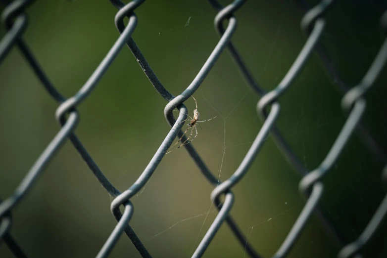 a spider sitting on top of a chain link fence, by Andrew Domachowski, net art, fan favorite, paul barson, sports photo, 15081959 21121991 01012000 4k