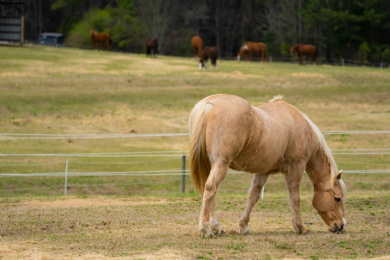 a brown horse standing on top of a grass covered field, alabama, today\'s featured photograph 4k, of augean stables, a blond