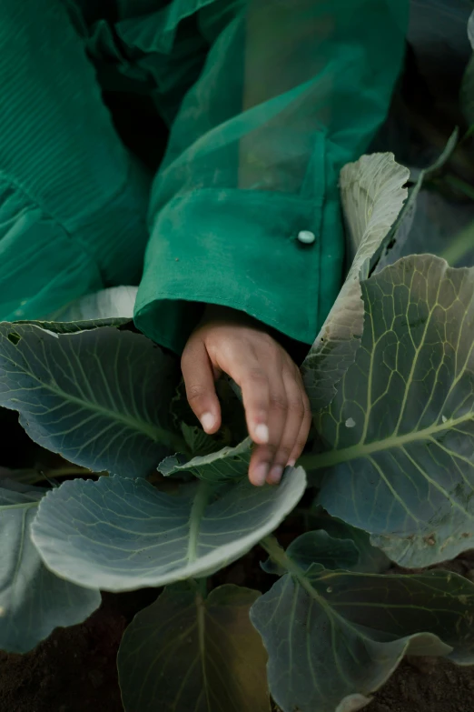 a close up of a person holding a leafy plant, grey vegetables, chilean, david kassan, childhood