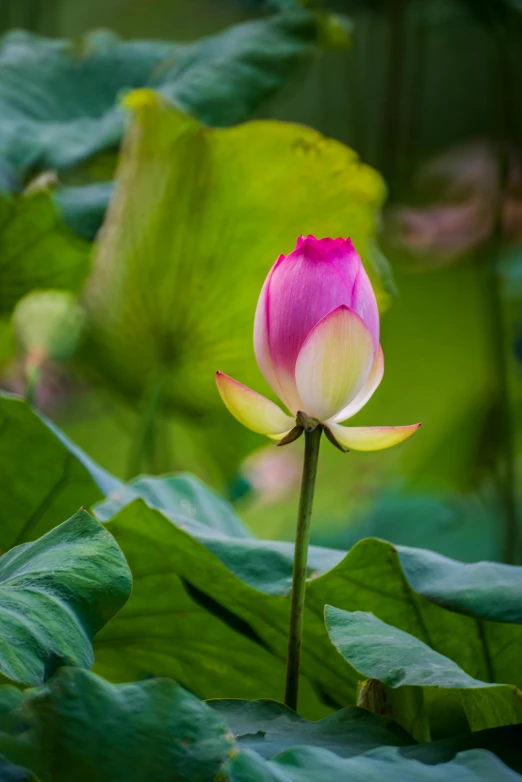 a pink lotus flower with green leaves in the background, a portrait, by Reuben Tam, taken in the early 2020s, ben lo, photographed