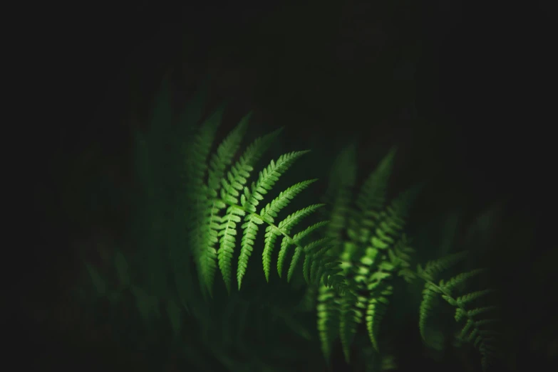 a fern leaf lit up in the dark, an album cover, inspired by Elsa Bleda, unsplash contest winner, night vision, forest green, medium format. soft light, alessio albi