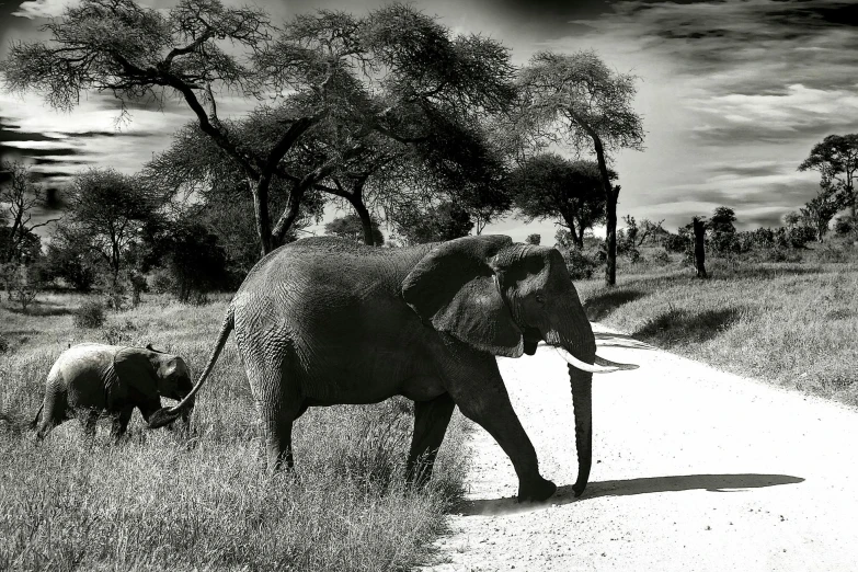 a couple of elephants walking down a dirt road, a black and white photo, pexels contest winner, photorealism, 🐋 as 🐘 as 🤖 as 👽 as 🐳, landscape of africa, selective color effect, sunday afternoon