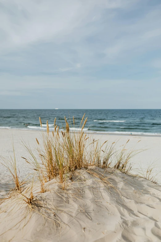 a large body of water sitting on top of a sandy beach, a picture, by Kristin Nelson, unsplash, tall grass, alabama, square, ocean spray