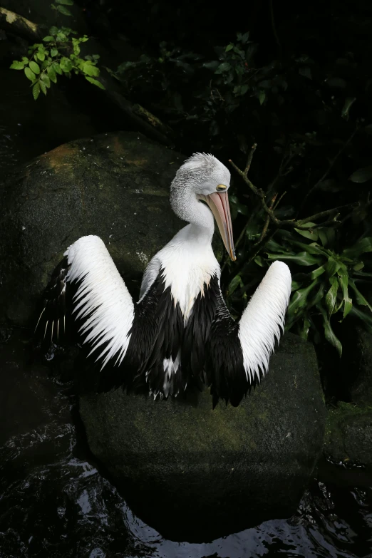 a pelican sitting on a rock in the water, feathers growing from arms, taken in the late 2000s, on a dark rock background, smiling down from above