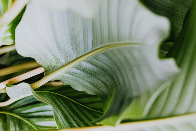 a close up of a plant with green leaves, trending on pexels, silver，ivory, layered composition, multiple stories, tropical