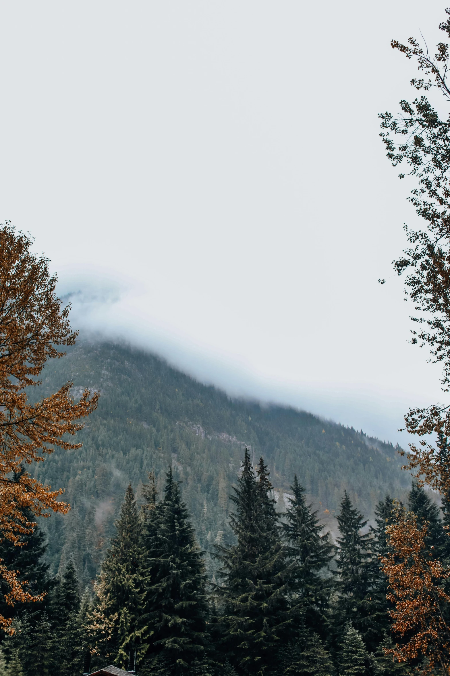 a herd of cattle grazing on top of a lush green field, a picture, unsplash contest winner, snowing in the forest, whistler, autum, ominous! landscape of north bend