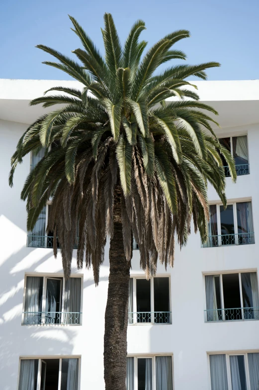 a palm tree in front of a white building, hotel room, on location, palme d'or winner, huge spines