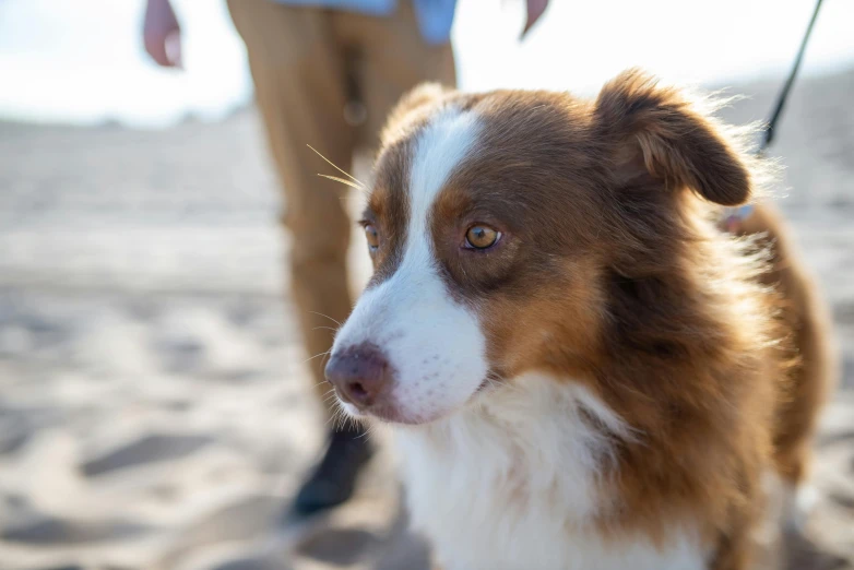 a brown and white dog standing on top of a sandy beach, a portrait, pexels contest winner, renaissance, close up of face, aussie, person in foreground, thorough details