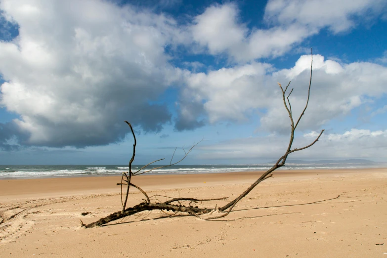 a dead tree sitting on top of a sandy beach, unsplash, land art, omaha beach, clouds and waves, lianas, “ iron bark