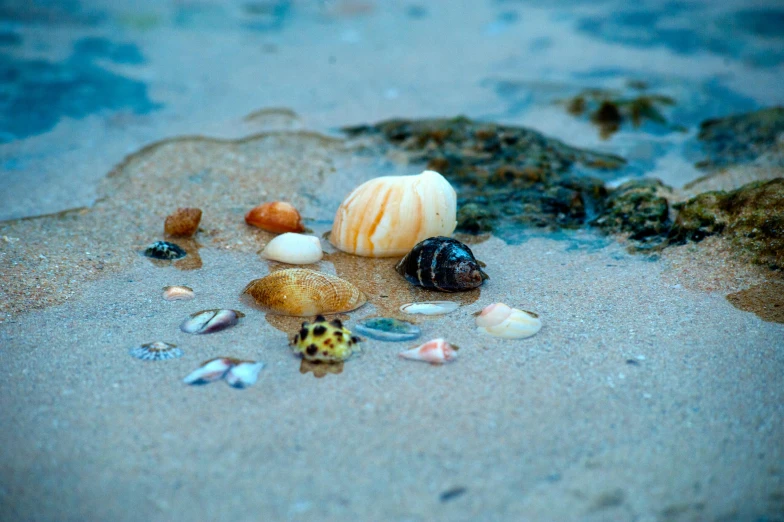 a group of shells sitting on top of a sandy beach, by Ivana Kobilca, unsplash, under water scenery, resin, slide show, ignant