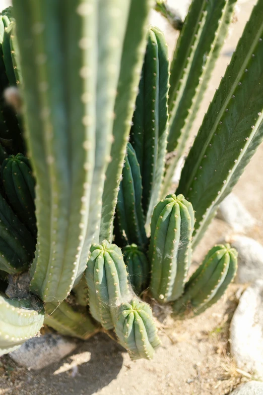 a close up of a cactus plant in the sand, lush surroundings, various sizes, spines and towers, exterior shot