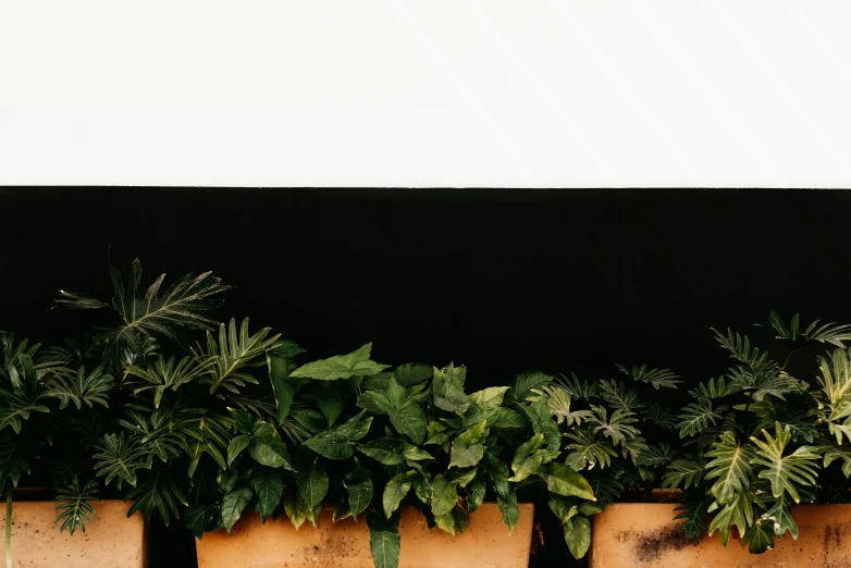 a row of potted plants in front of a screen, by Carey Morris, trending on unsplash, black and brown, full view blank background, lush foliage, background image