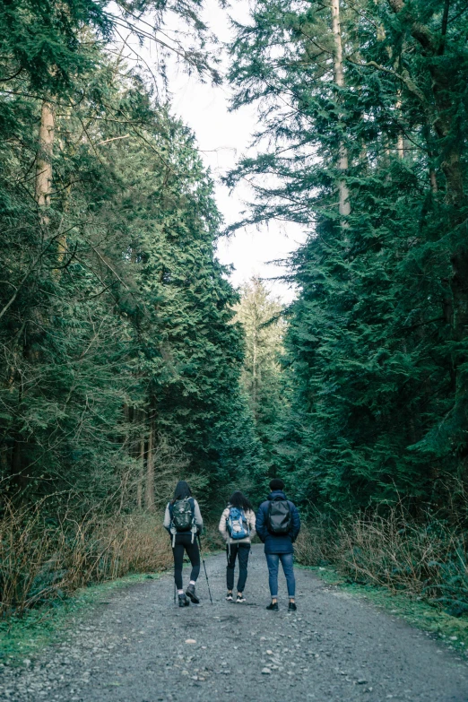 a group of people walking down a dirt road, unsplash, renaissance, lush evergreen forest, boys, ((forest)), three views