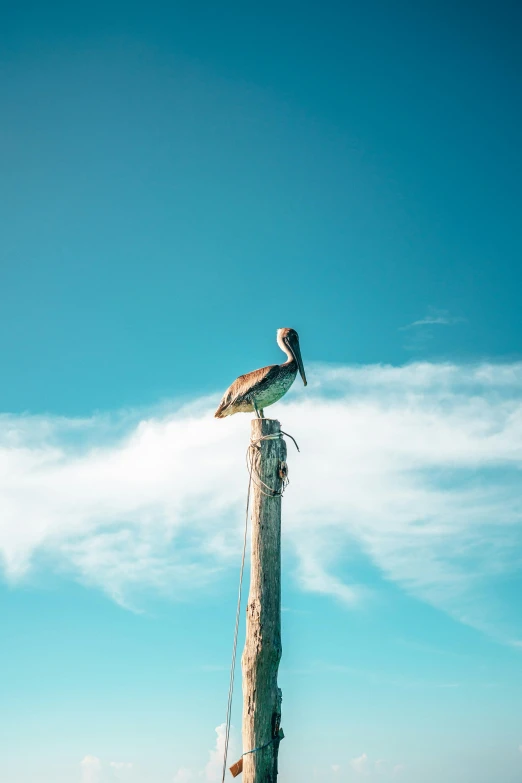 a pelican sitting on top of a wooden pole, pexels contest winner, teal sky, sunny sky, big sky, oceanside