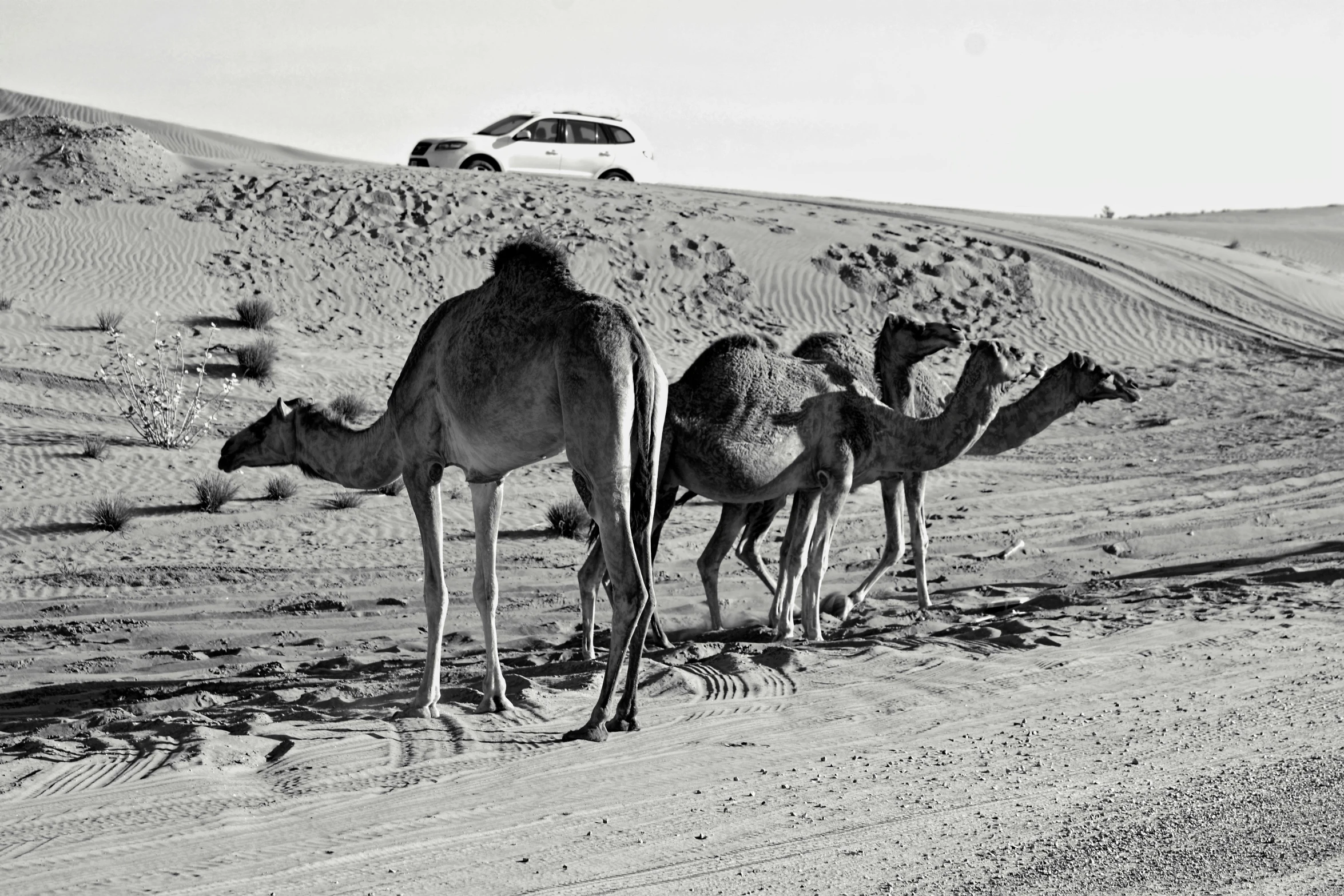 a black and white photo of a group of camels, a black and white photo, by Ismail Acar, dau-al-set, cars, dessert, illustration, arabic