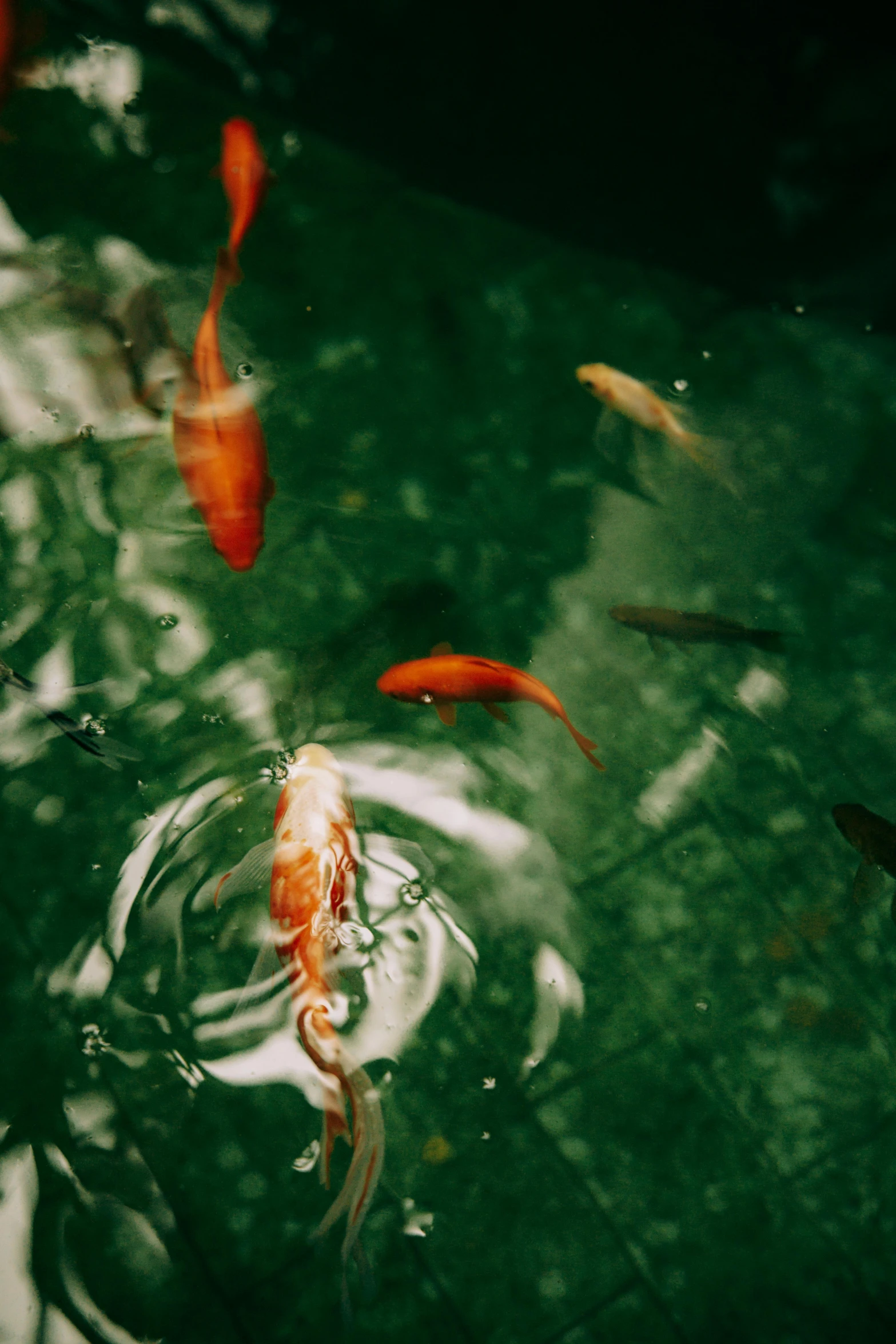 a group of koi fish swimming in a pond, by Elsa Bleda, trending on unsplash, renaissance, paul barson, a green, gold, lo fi