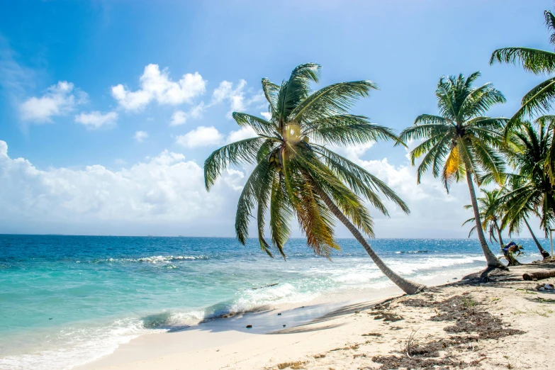 a beach with palm trees and the ocean in the background, pexels contest winner, renaissance, carribean white sand, thumbnail, avatar image, brown