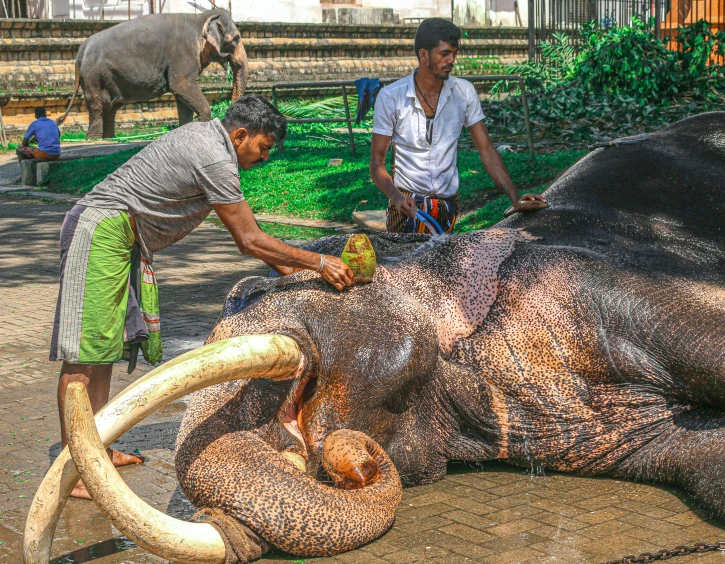 a couple of men standing next to an elephant, by Sam Dillemans, pexels contest winner, process art, malayalis attacking, resting, leaking, monstrous animal statues