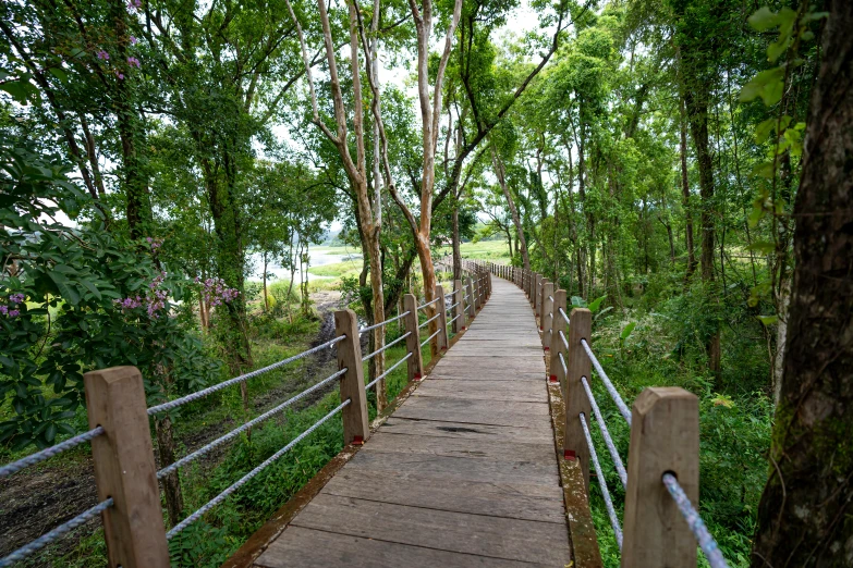 a wooden walkway through a lush green forest, hurufiyya, guwahati, fan favorite, brown, grey
