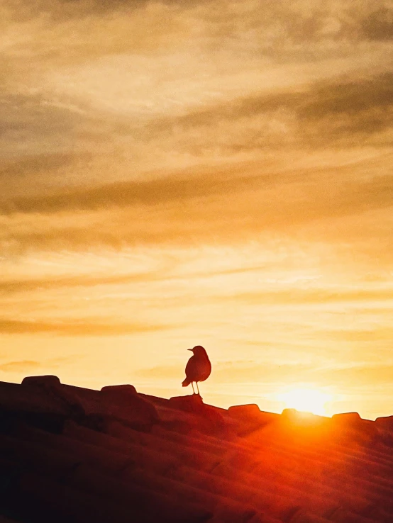 a person riding a snowboard on top of a snow covered slope, by Jesper Knudsen, pexels contest winner, symbolism, birds in the sunlight, silhouette :7, standing atop a pile of rubble, sunset in the desert