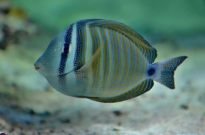 a fish that is swimming in some water, bottom of the ocean