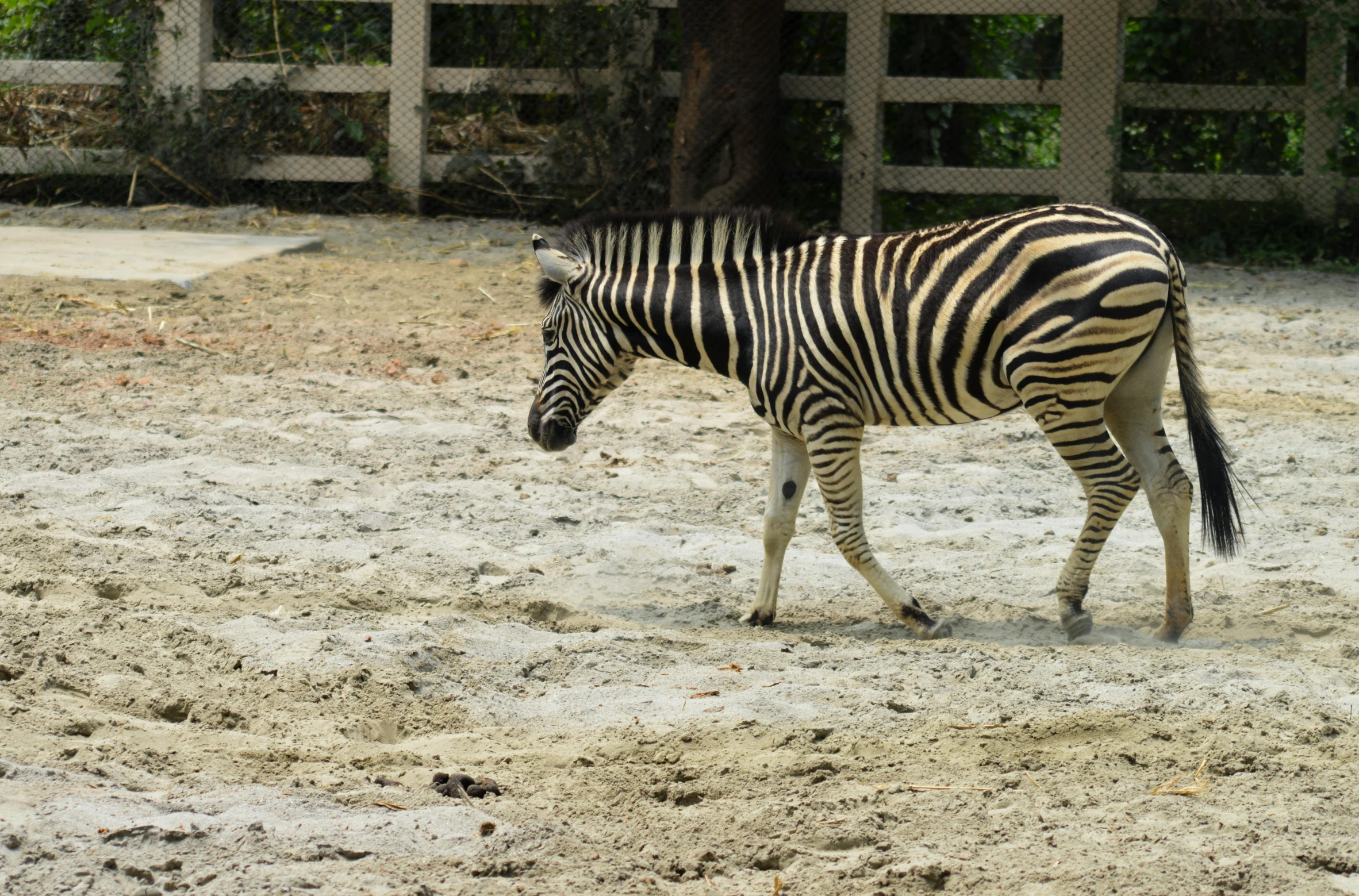 a zebra walking across a dirt field next to a fence, kuala lumpur, white stripes all over its body, dreamworld, a wooden