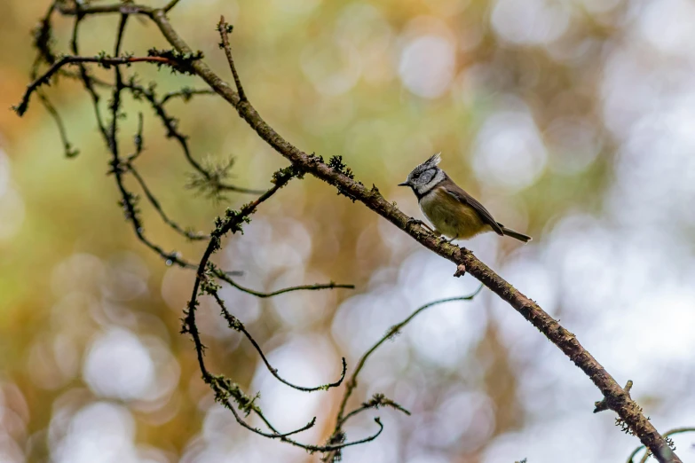 a small bird sitting on top of a tree branch, by Peter Churcher, caledonian forest, fan favorite, high-quality photo, te pae