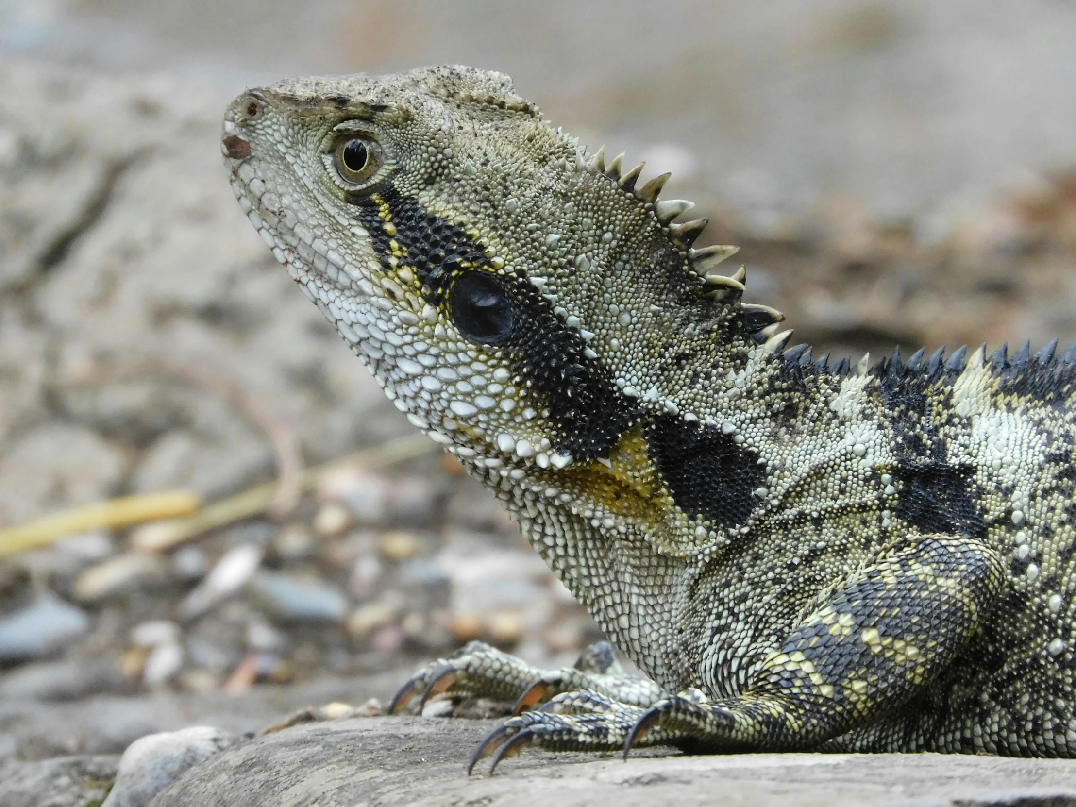 a close up of a lizard on a rock, dragon scales across hairline, grey, ancalagon the black, multi - coloured