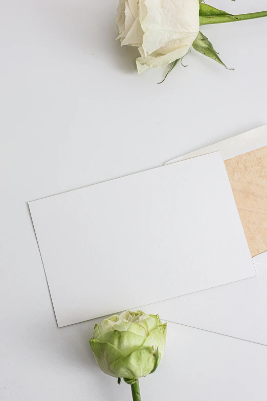 a white rose sitting on top of a white table, an album cover, by Carey Morris, trending on unsplash, invitation card, letter s, background image, full view blank background