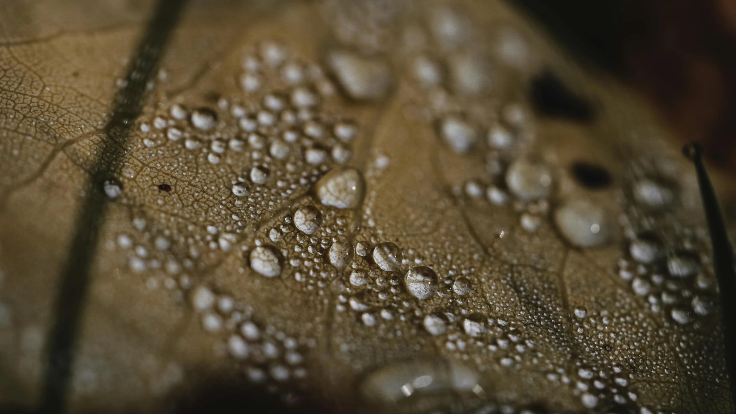 a close up of a leaf with water droplets on it, unsplash, renaissance, detailed medium format photo, brown, ignant, highly detailed in 4k