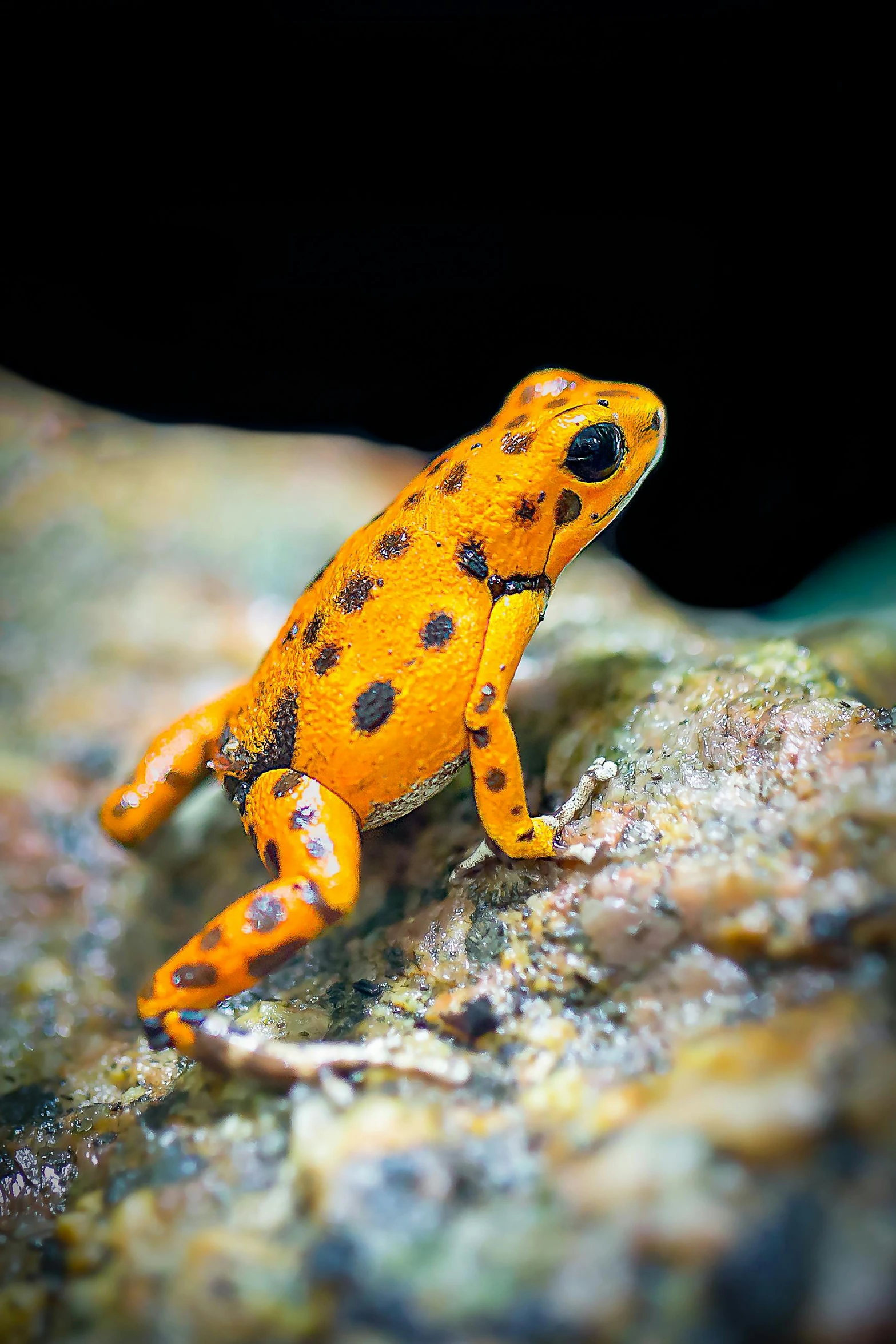 a yellow and black frog sitting on a rock, featured on reddit, fine art, vibrant corals, but very good looking”, vibrant orange, white with black spots