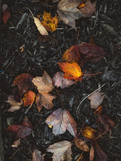 a close up of leaves on the ground, an album cover, by Morgan Russell, unsplash contest winner, dark colors, ignant, mixed materials, fall colors