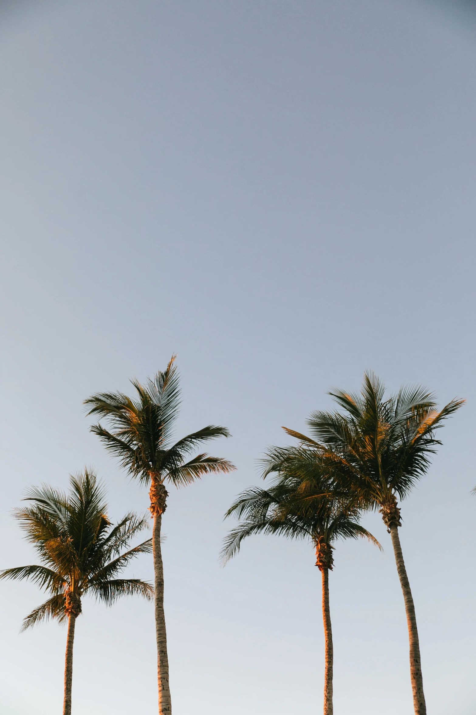a row of palm trees against a blue sky, an album cover, trending on unsplash, minimalism, late summer evening, conde nast traveler photo, over the tree tops, beaches