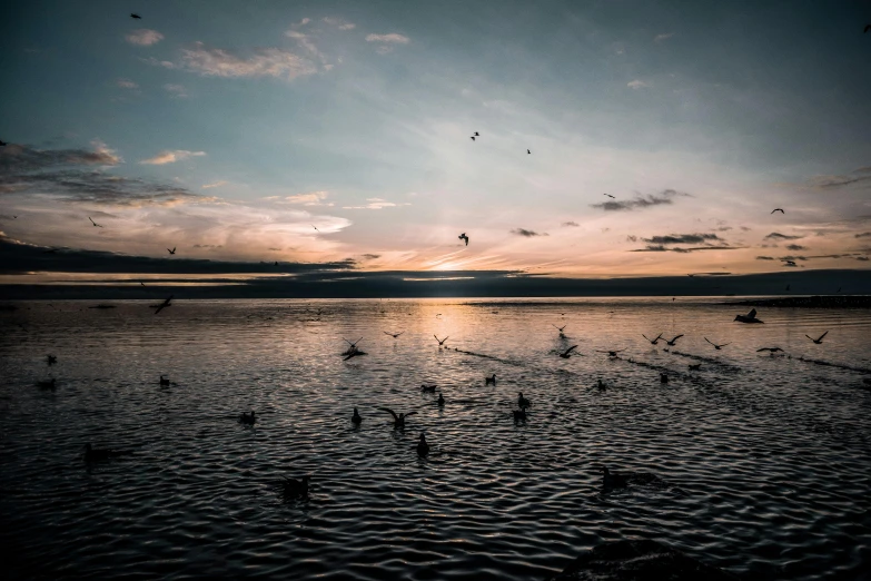 a flock of birds flying over a body of water, a picture, by Tobias Stimmer, unsplash contest winner, evening light, battered, cinematic 4 k wallpaper, cinematic shot ar 9:16 -n 6 -g