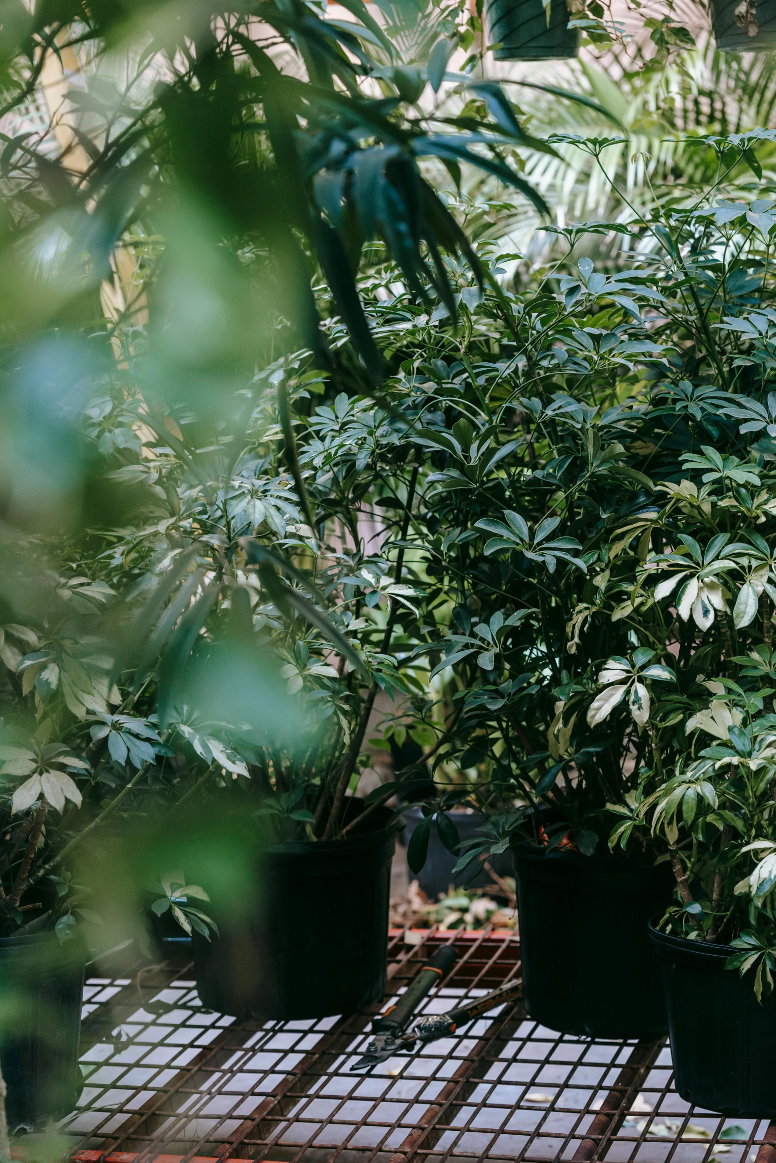 a group of potted plants sitting on top of a wooden table, hurufiyya, as seen from the canopy, lush foliage