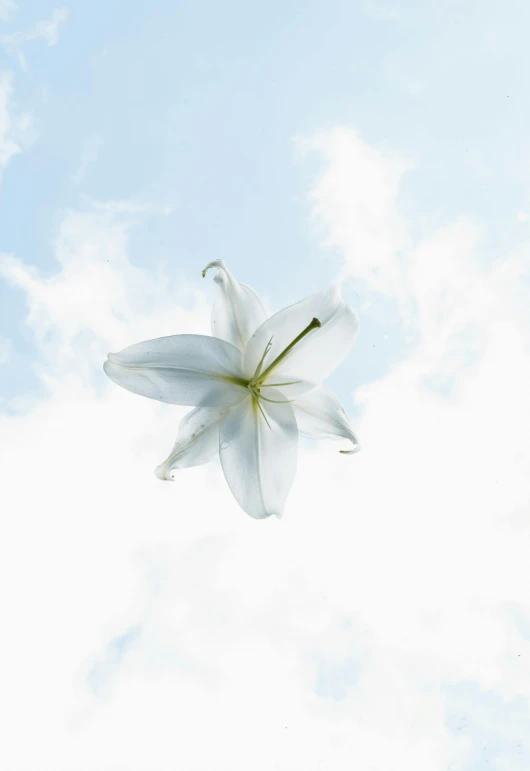 a white flower is floating in the air, by Paul Davis, hurufiyya, promo image, square, lily, cloud