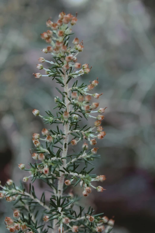 a close up of a plant with small flowers, by Gwen Barnard, hurufiyya, pine, low quality photograph, silver dechroic details, tall