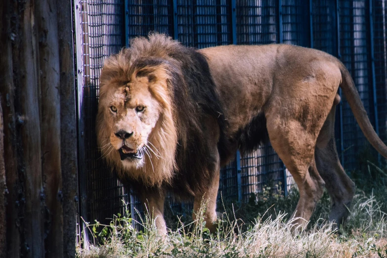 a close up of a lion near a fence, tall emaciated man wolf hybrid, including a long tail, 🦩🪐🐞👩🏻🦳, 33mm photo