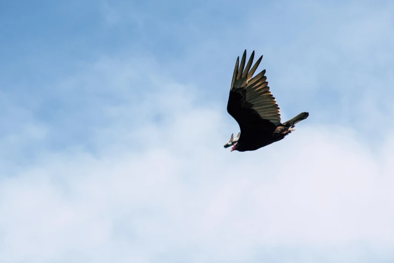 a large bird flying through a blue sky, pexels contest winner, vultures, 🦩🪐🐞👩🏻🦳, a horned, spaghettification