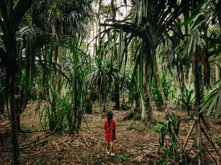 a person standing in the middle of a forest, sumatraism, conde nast traveler photo, sydney park, green and red plants, tree palms in background