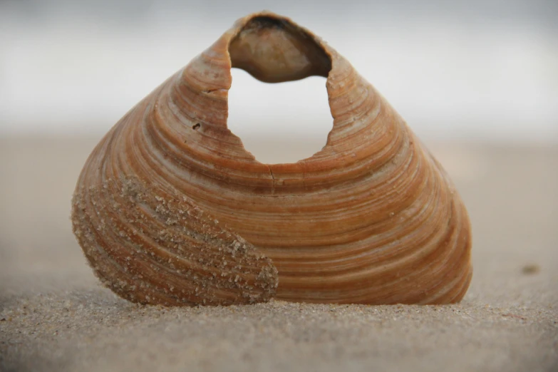 a shell sitting on top of a sandy beach, light tan, worm hole, dezeen, cone shaped