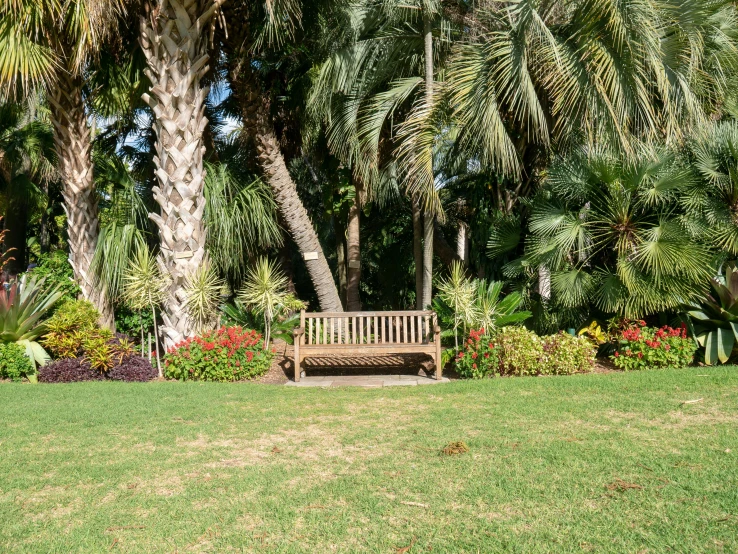 a wooden bench sitting in the middle of a lush green park, with palm trees in the back, lots of plants and flowers, dried palmtrees, concerned