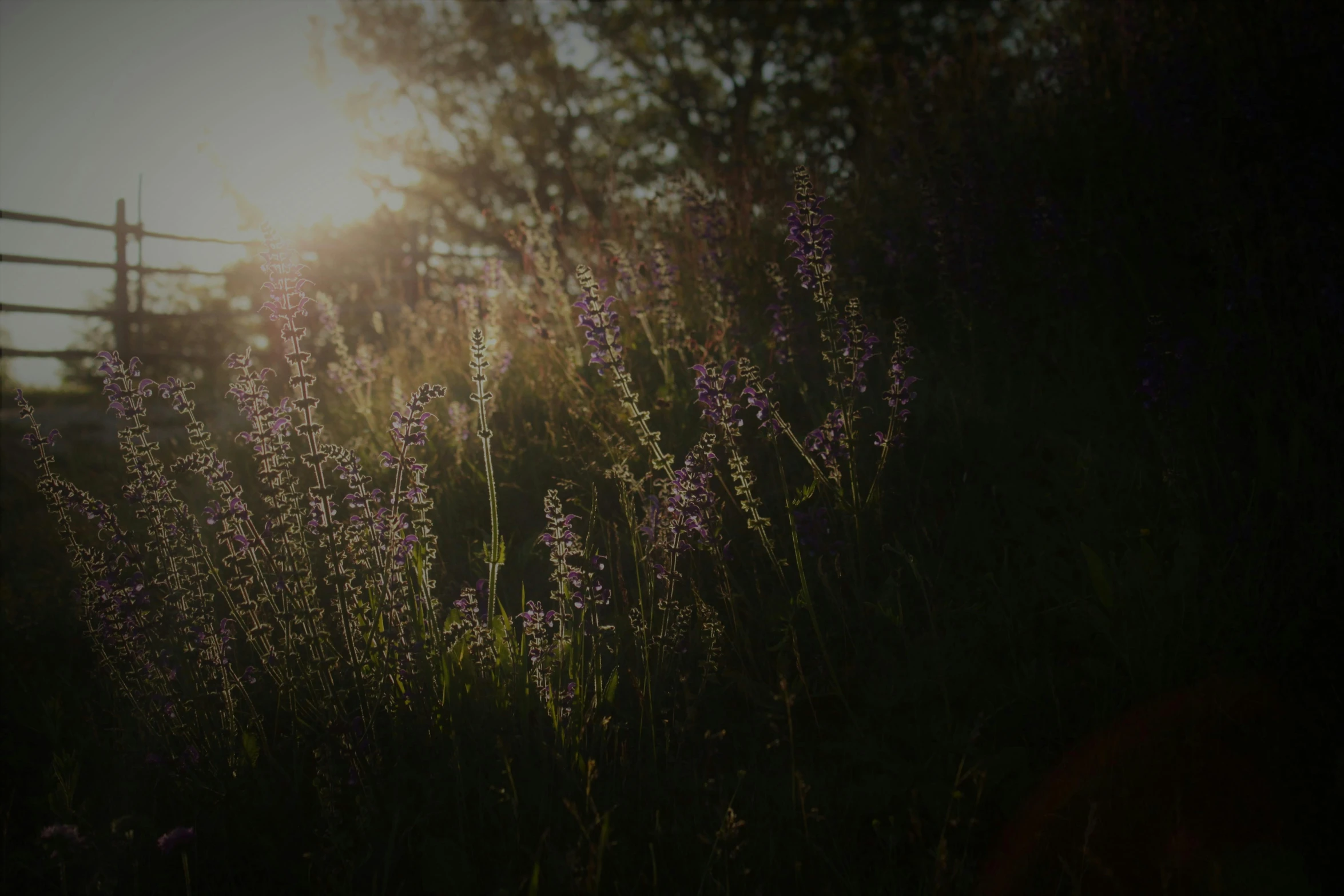 a field of purple flowers with the sun in the background, by Attila Meszlenyi, unsplash, romanticism, dark warm light, instagram picture, plants and grass, medium format. soft light