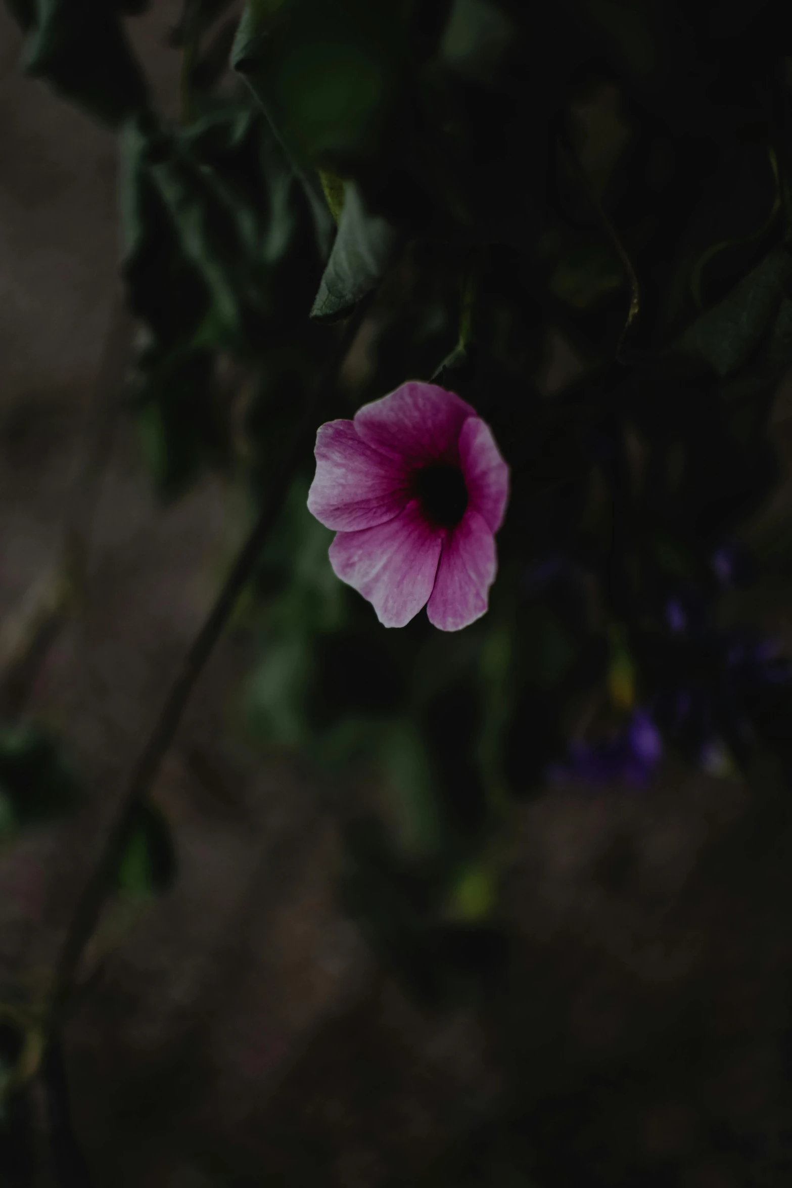 a pink flower sitting on top of a lush green plant, a picture, unsplash, dark and dim, morning glory flowers, low quality photo, ignant