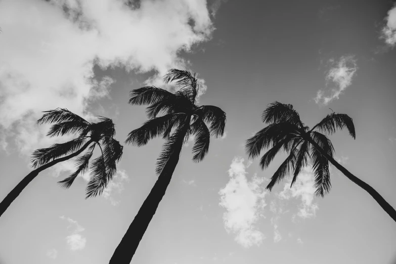 a black and white photo of three palm trees, unsplash, hawaii, summer sky, high quality desktop wallpaper, uploaded